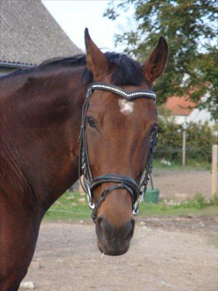 Fuldblod (XX) Kiwi ( Lambada Hot XX) billede 1