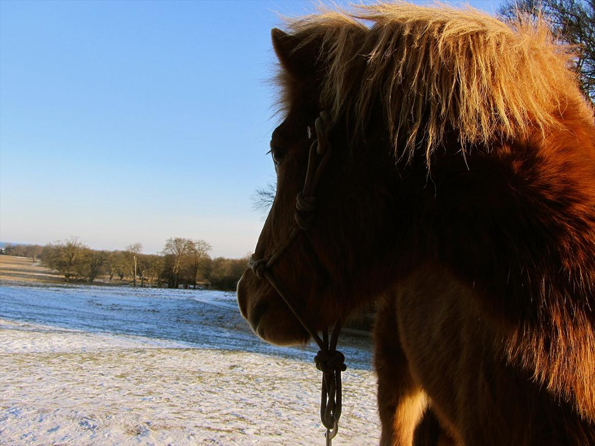 Islænder Halli fra Dyrehavegård <3 - Smuksakken over dem alle - bedstevennen <3.

Februar 2012. billede 1