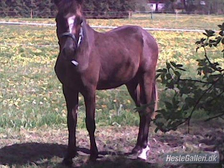 New Forest Romeos Geiger billede 7