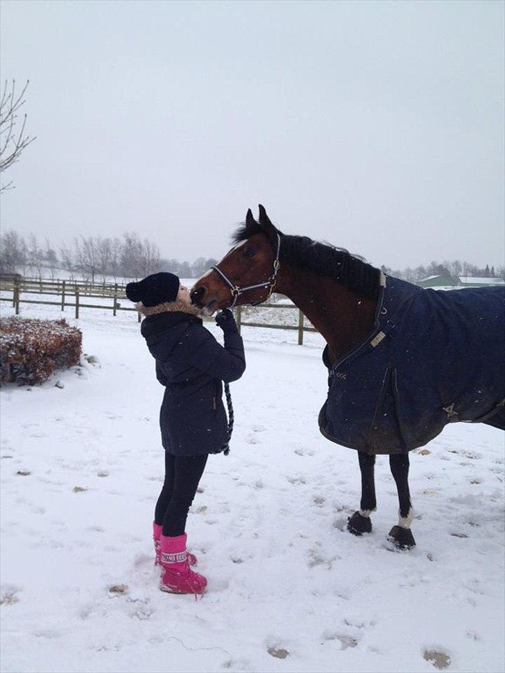 Dansk Varmblod Que Vadis <3 - Sné mysser - jeg elsker dig! <3 billede 12