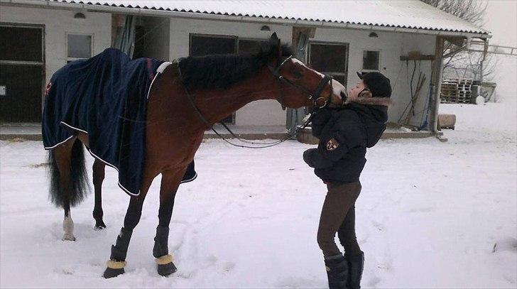 Dansk Varmblod Que Vadis <3 - Mysser med min dejlige dressur stjerne - du er nu en dejlig sné musse *-: billede 13