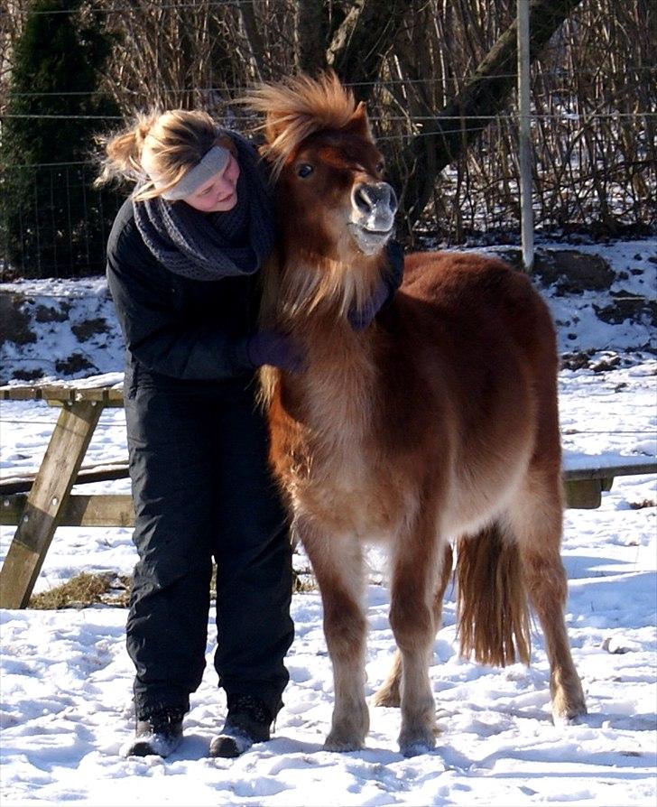 Shetlænder | Skovly's Balou - Du er så skøn <3 billede 15