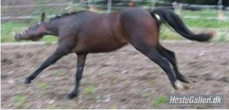 New Forest Romeos Geiger billede 8