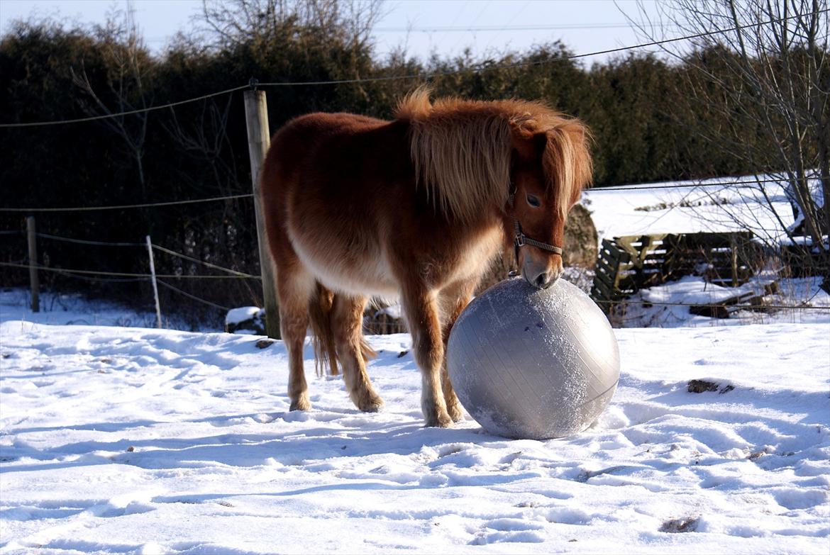 Shetlænder | Skovly's Balou - Bøllen med bolden :) billede 7