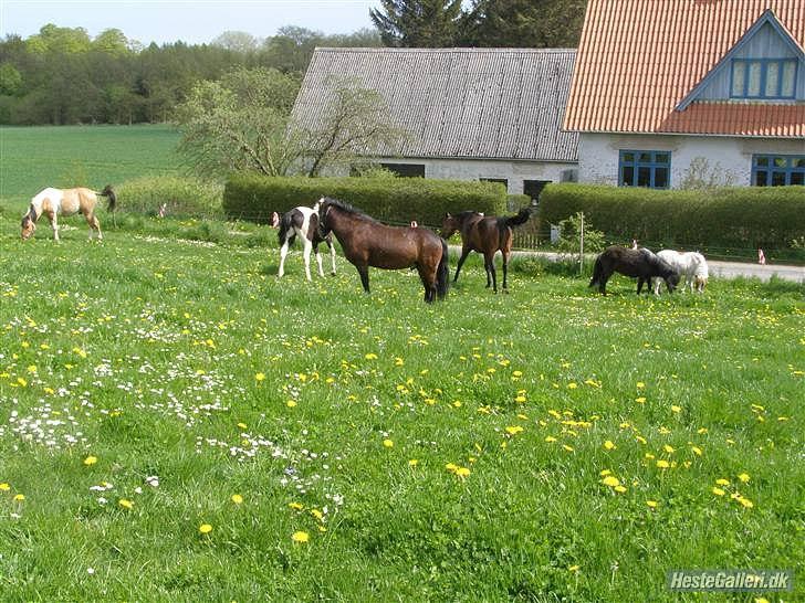 Shetlænder Bamse *R.I.P* 26/1 2012 :/ - Bamse på fold med de andre, sommer 2009 :) billede 18