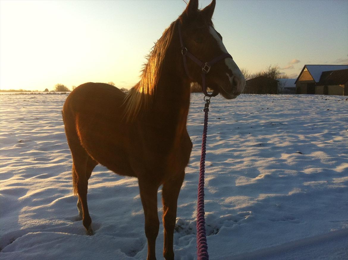 Dansk Varmblod Meulengracht's Amira - 07022012 Amira på hendes første tur nogensinde <3 billede 17