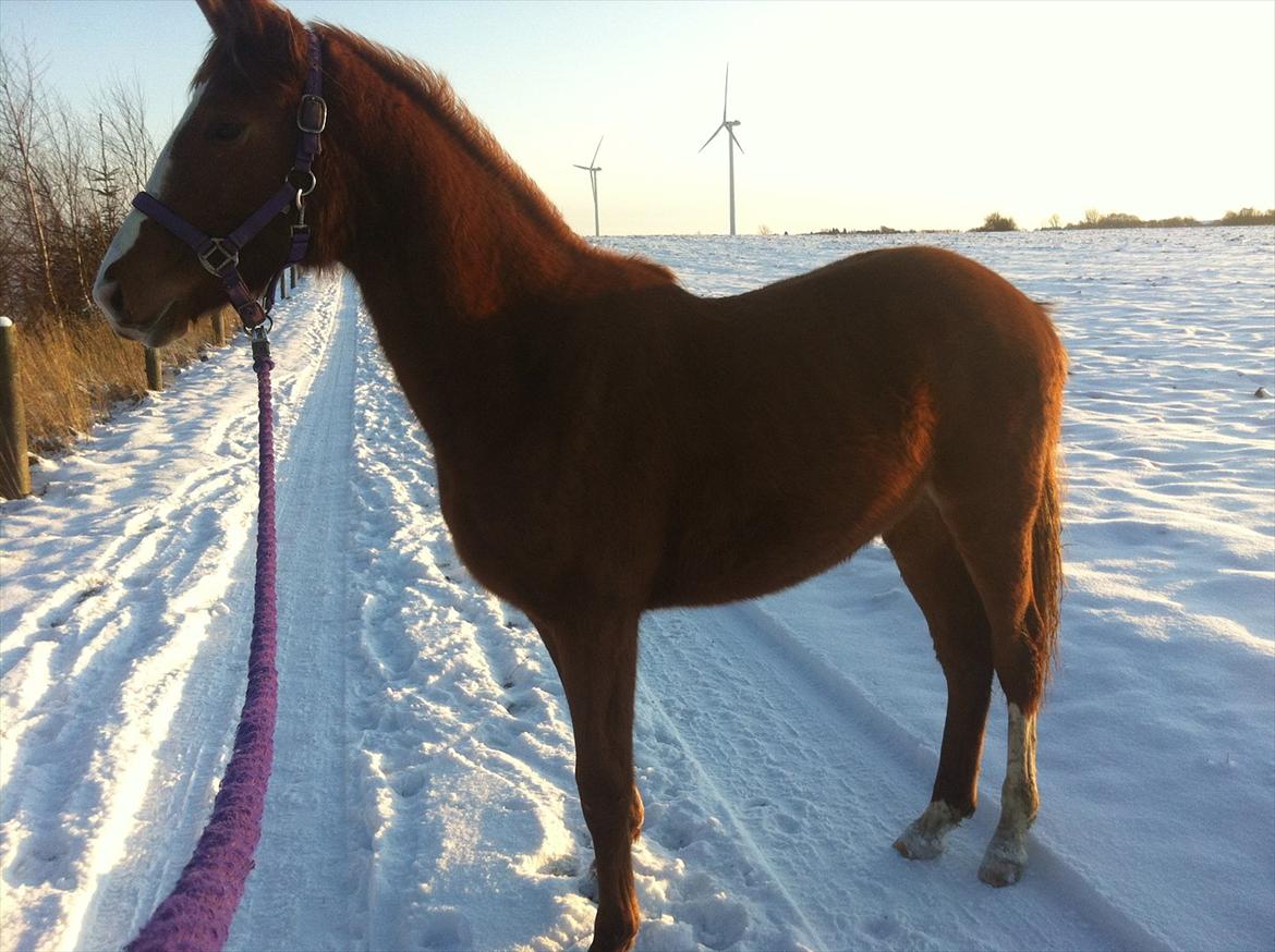 Dansk Varmblod Meulengracht's Amira - 07022012 Amira på hendes første tur nogensinde <3 billede 18