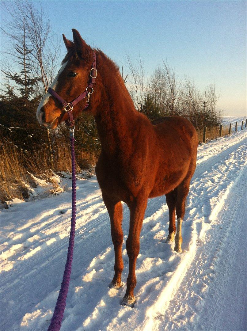 Dansk Varmblod Meulengracht's Amira - Velkommen til Amira's Profil. Lig gerne en kommentar + Bedømmelse.

07022012 Amira på hendes første tur nogensinde <3 billede 1