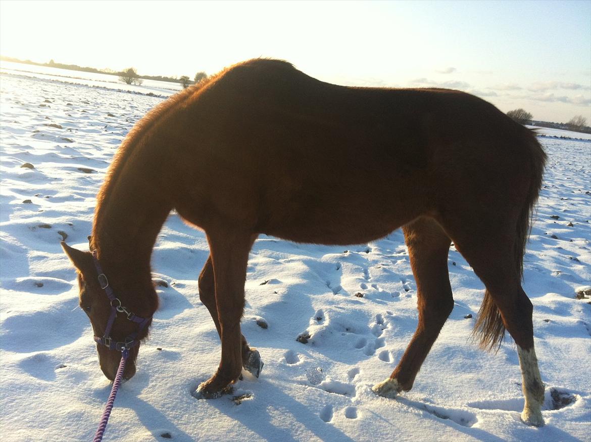 Dansk Varmblod Meulengracht's Amira - 07022012 Amira på hendes første tur nogensinde <3 billede 19