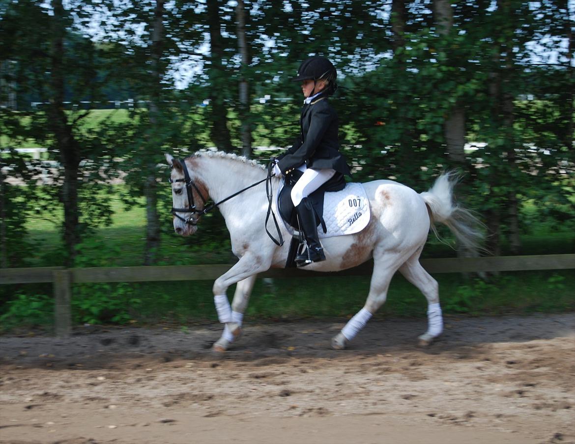 Anden særlig race Bella billede 7