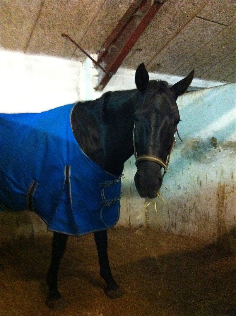 Anden særlig race Iver - Sorte spiser sit HØ :) billede 13