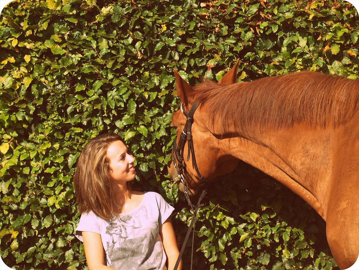 Dansk Varmblod Rolsted´s Cashot - det bedste ved mit liv er at du er en del af det!<3 billede 5