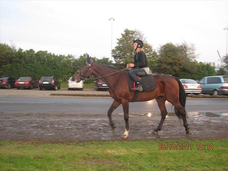 Traver Magnus Fønix billede 19
