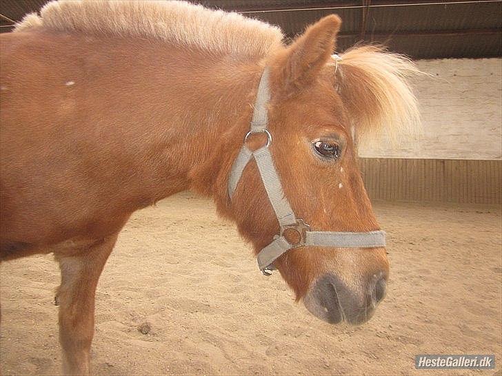 Shetlænder Snefnug † - (11) søøødeste :*
billede: mig
dato: ?/? - 2011 billede 5