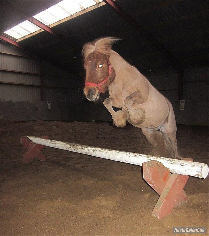 Shetlænder Snefnug † - (12) seeeje :*
billede: mig
dato: ?/1 - 2011 billede 6