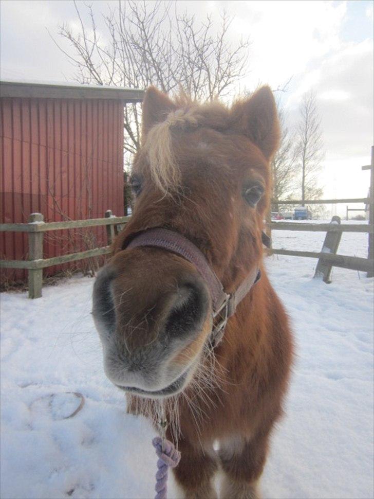 Shetlænder Snefnug † - (14) nusser!
billede: mig
dato 6/2 - 2012 billede 7