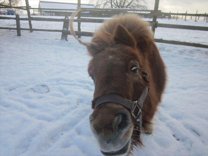 Shetlænder Snefnug † - (15) ryste ryste :* <3 love you <3
billede: mig
dato: 6/2 - 2012 billede 8