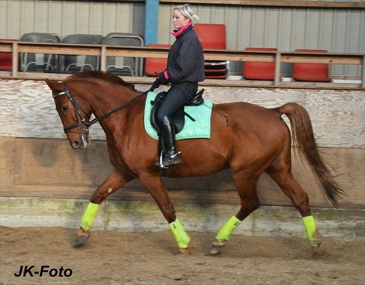 Knabstrupper Zolon billede 14