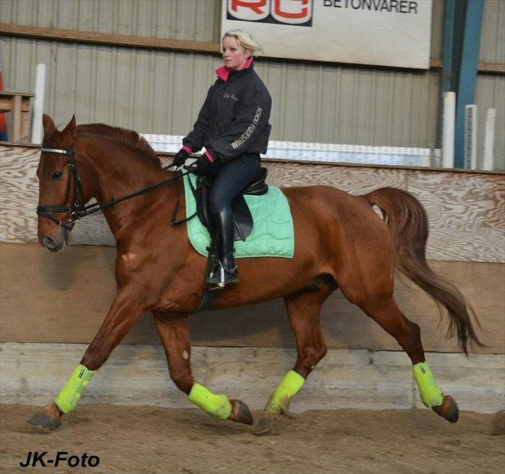 Knabstrupper Zolon billede 15