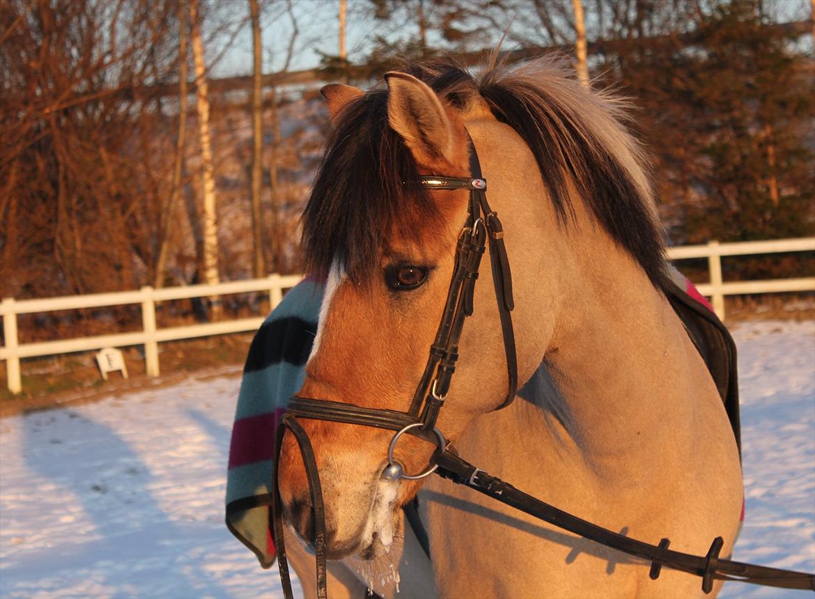 Anden særlig race Lipo Flash - Min lille isprins <3<3

(foto CL) billede 10