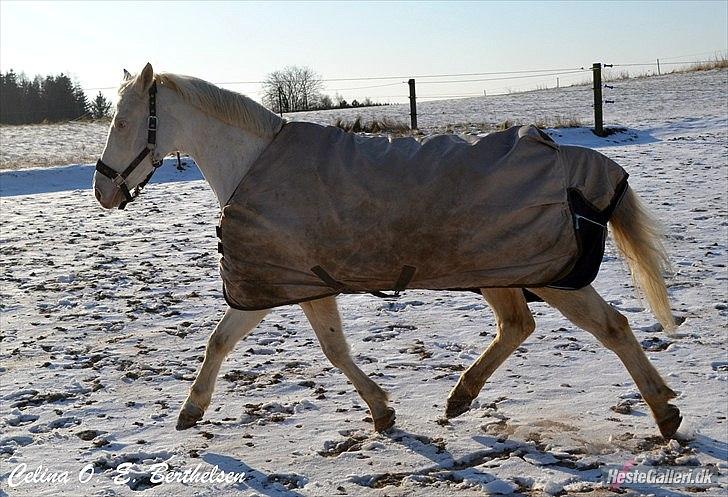 Palomino Atreju *Stjernen* billede 16