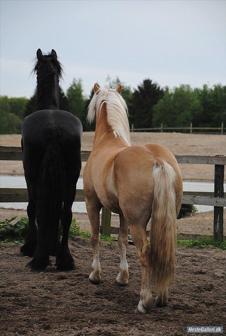 Haflinger Lukas - Store Sietse og Lille Lukas ;) billede 19