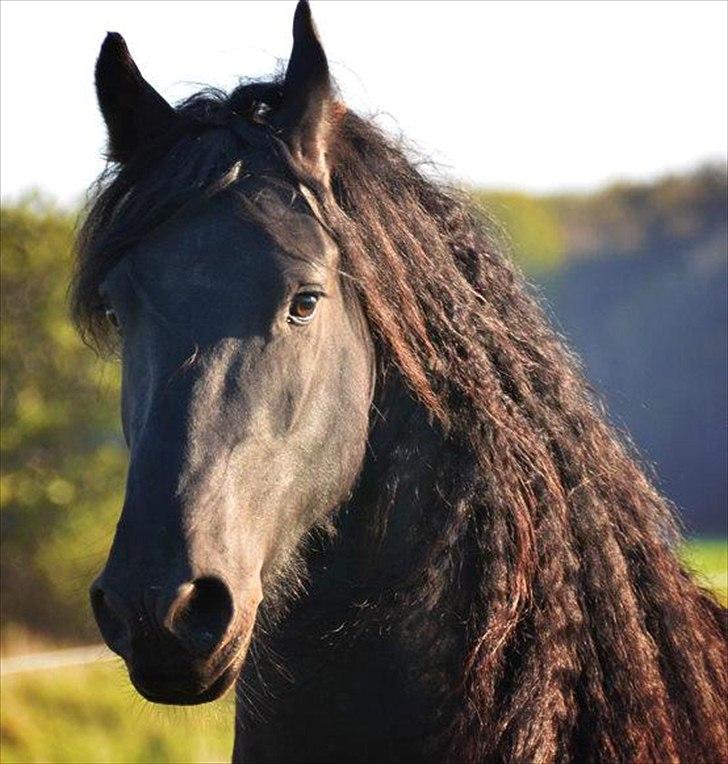 Frieser Ynte Fan Dykshorn billede 3