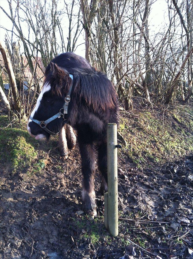 Irish Cob Akiva billede 15