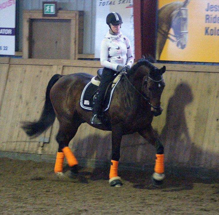 Dansk Varmblod Markgårds Donnewind - Kursus ved Carina Bruun 4. februar 2012. Fotograf Simone billede 13