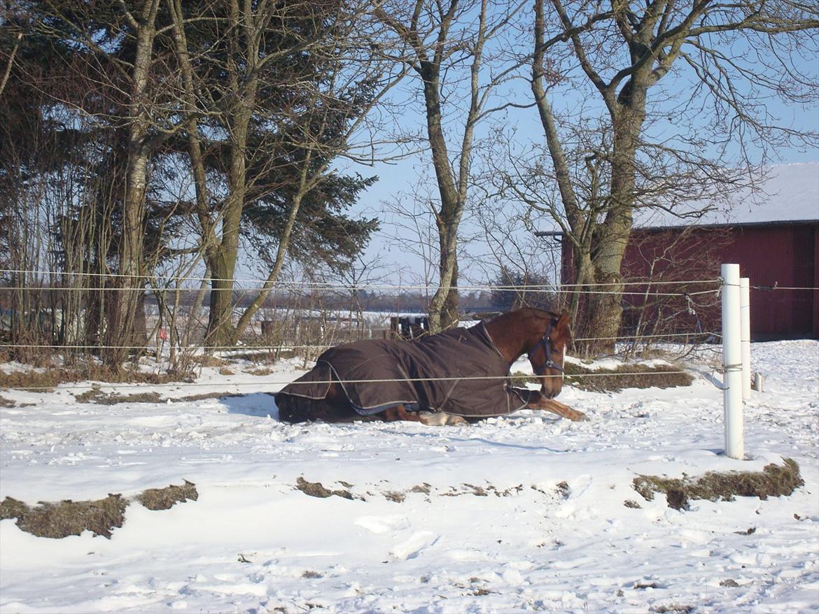 Hollandsk Varmblod Adaxus K (A) - Adaxus forstår ikke at sneen er kold.. :-) billede 7