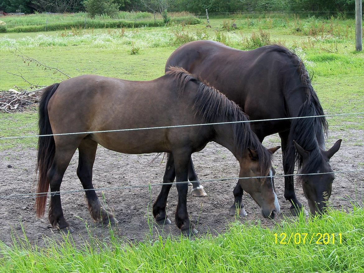 Anden særlig race Lise (Himmelhesten) - Lise og Amigo som er forældre til Jessie og Bella billede 3