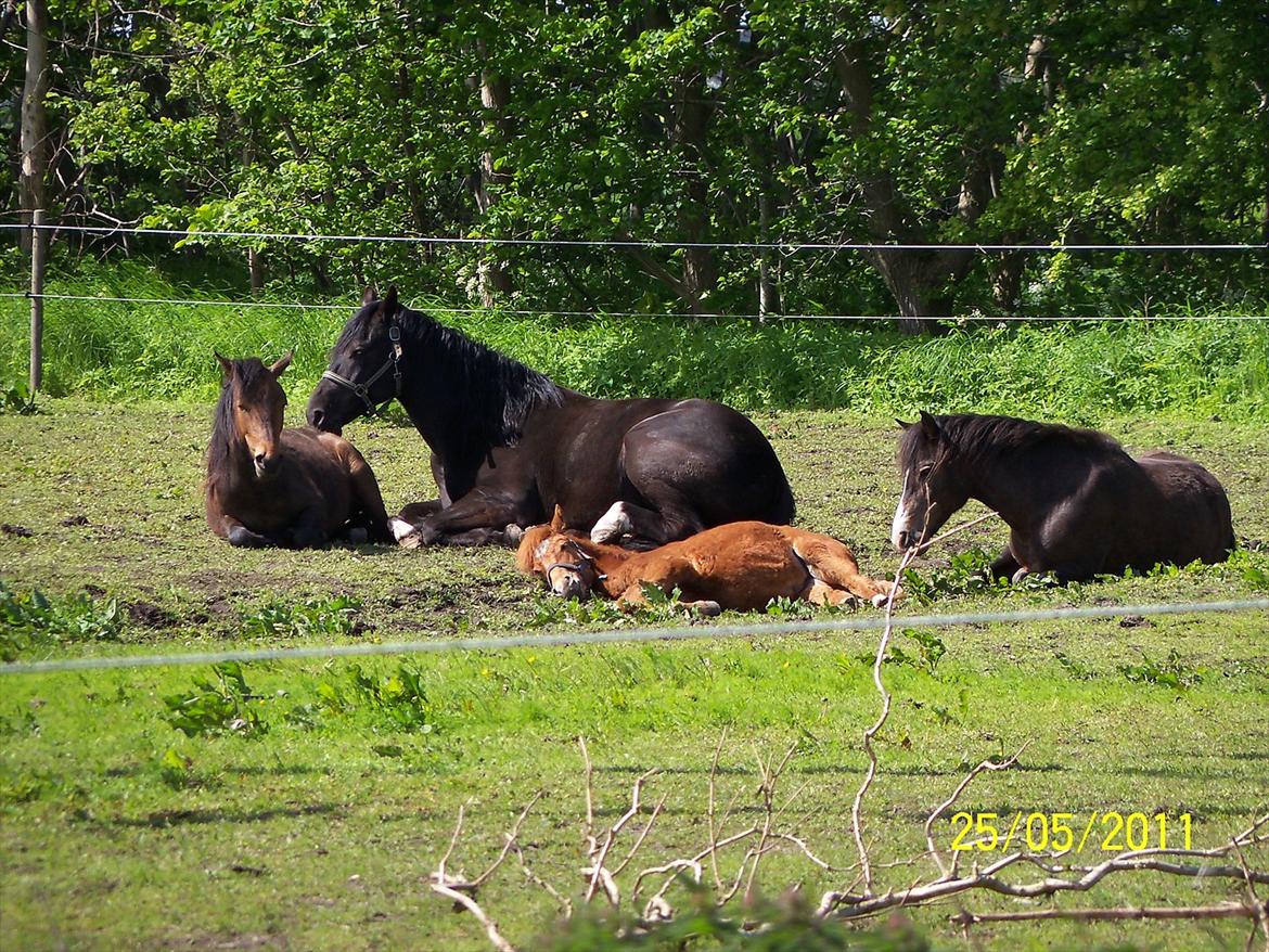 Anden særlig race Lise (Himmelhesten) - Hele familien nyder solen. billede 4