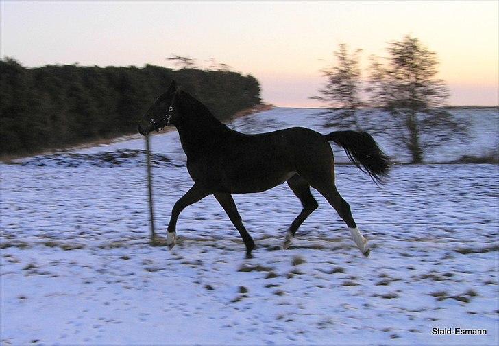 Anden særlig race Pachanga's Patience - 8/2 2012: Min smukke pige snart 2 år og flyvende! billede 15