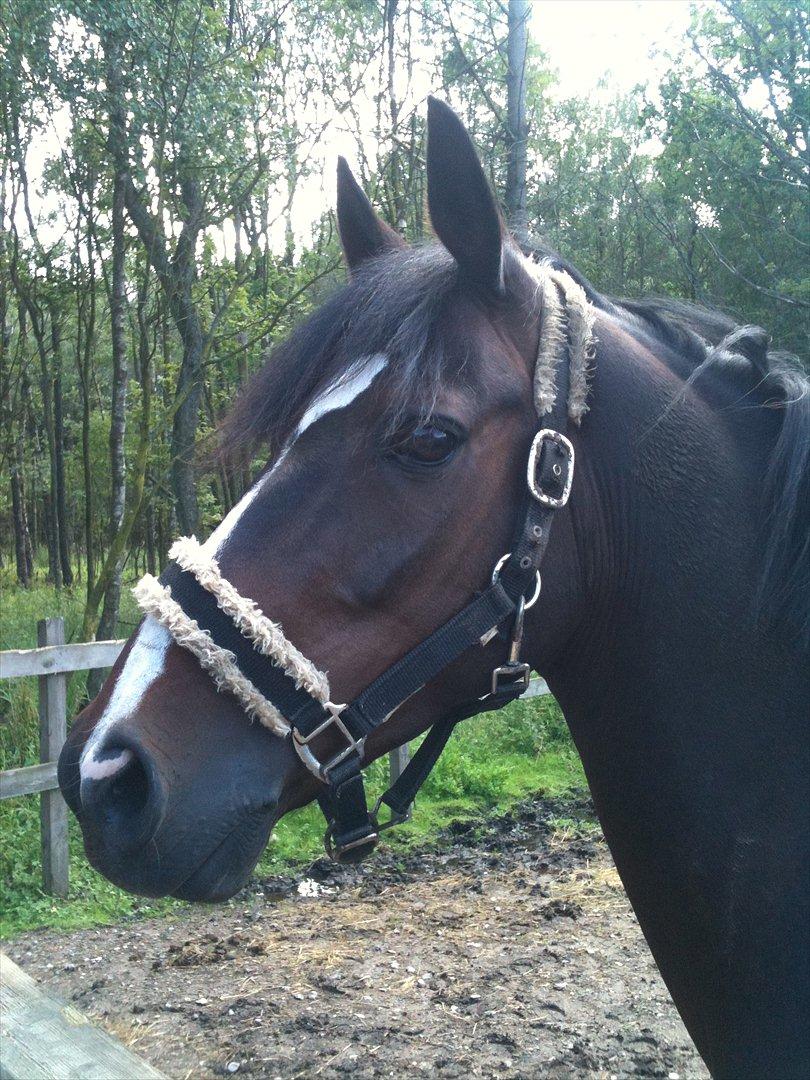 DSP Fontain af Stensnæs billede 9