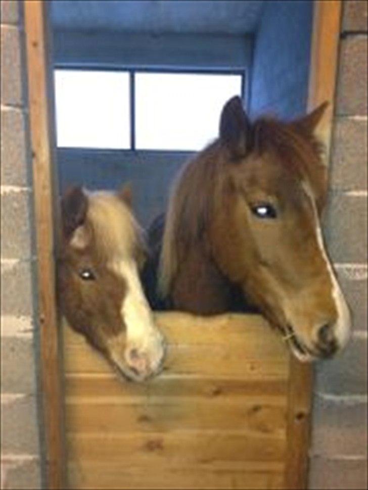 Pinto perle billede 8