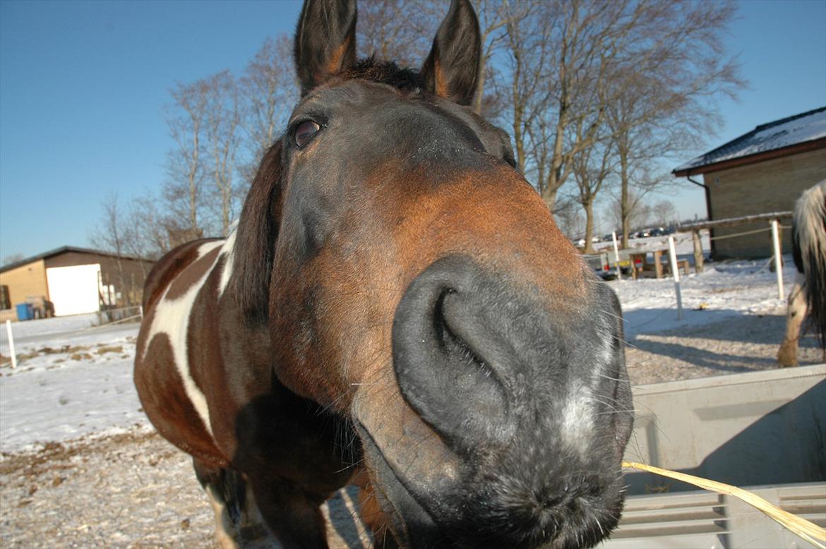 Pinto Jolly PIN 380 billede 1