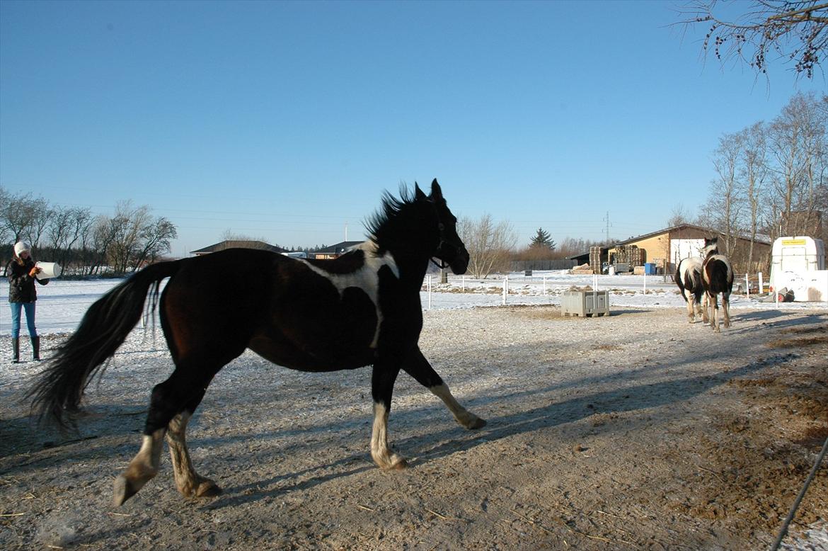 Pinto Jolly PIN 380 billede 2