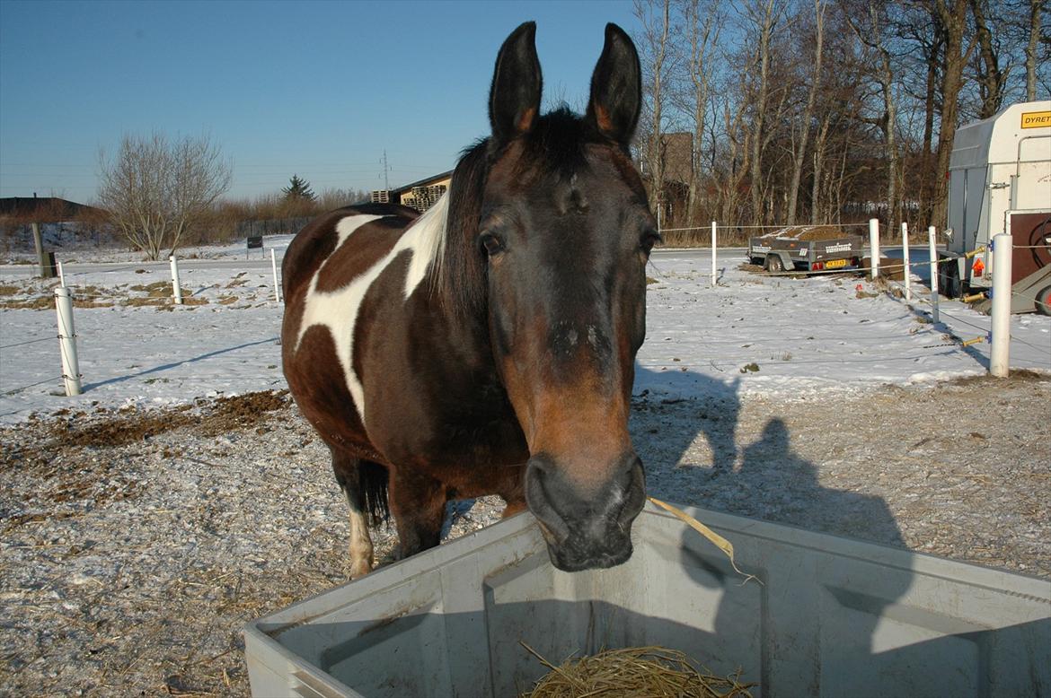 Pinto Jolly PIN 380 billede 3