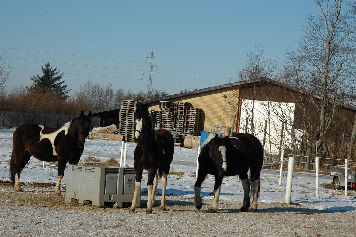 Pinto Jolly PIN 380 billede 4