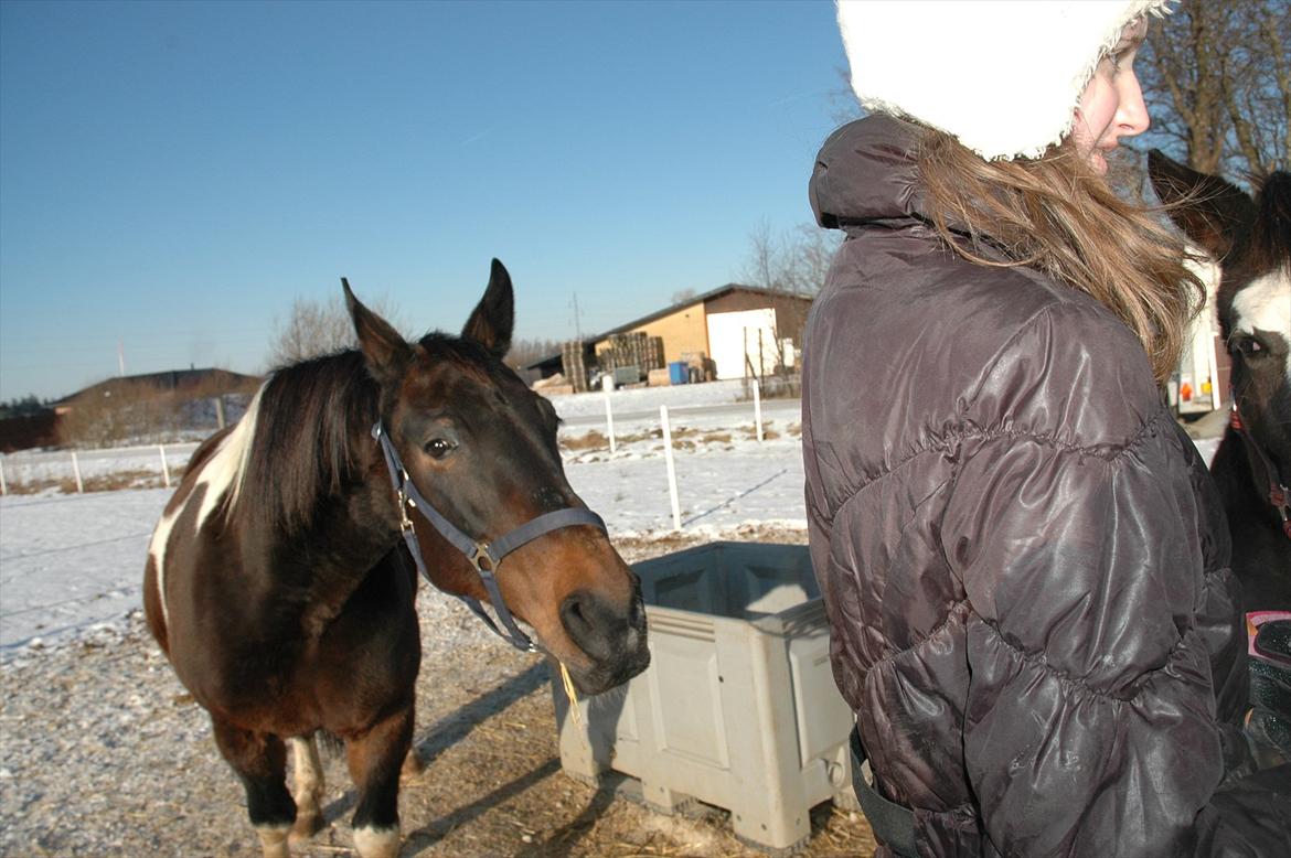 Pinto Jolly PIN 380 billede 5