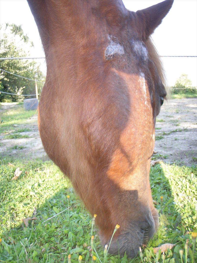 Islænder BLOSSI FLINTERUP - Sommereksem 2011 billede 12