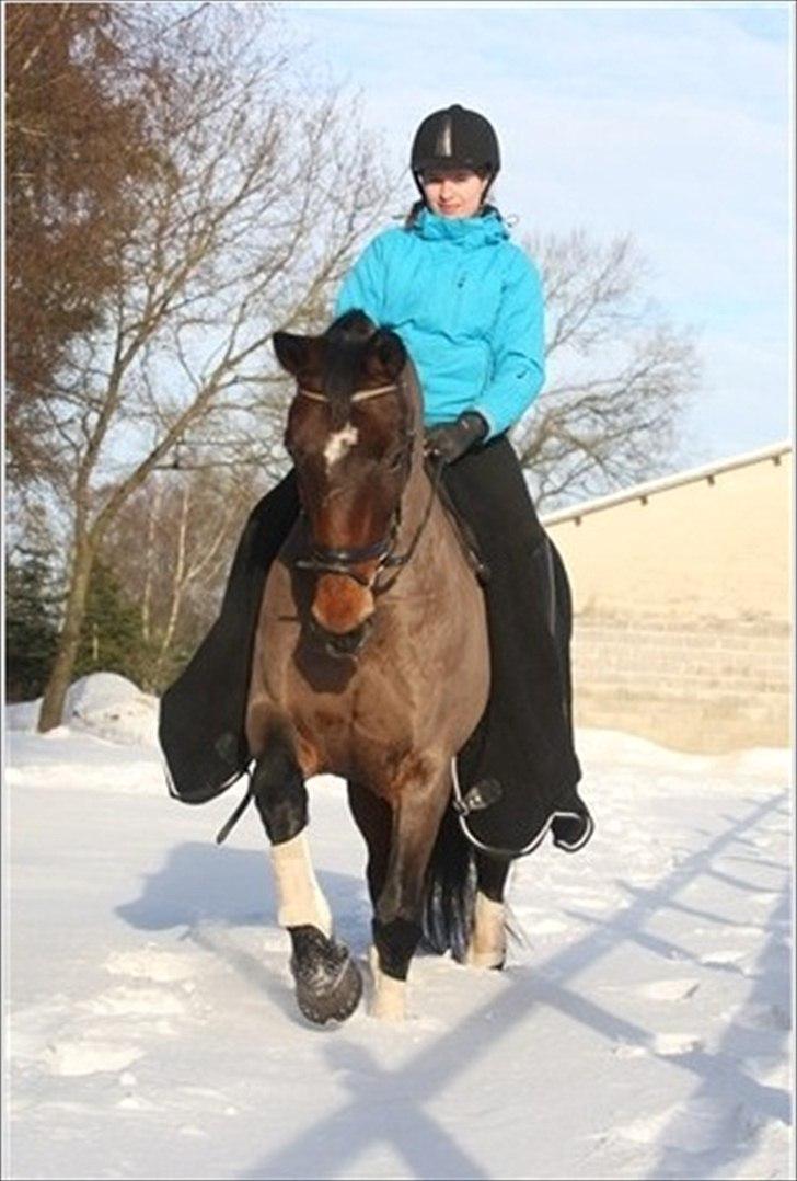 Oldenborg Beate  - Januar 2010. Foto: Ridehesten billede 1