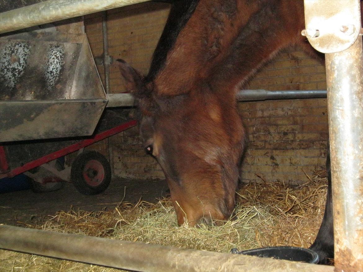 Anden særlig race Sussi/mulle-pigen<3 - sulten er man da altid:) elsker dig mulle<3 billede 18