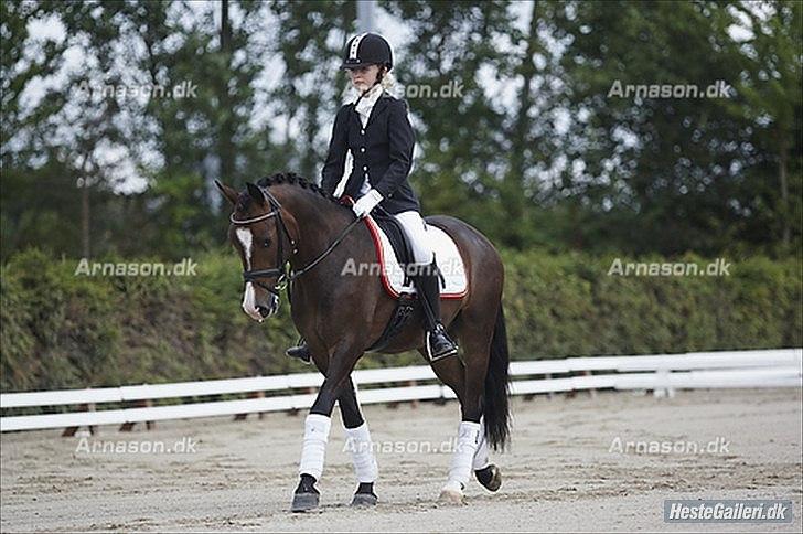 New Forest Romeos Geiger - Solrød hestival vandt klassen med 72% min pony er en stjerne!:-) billede 11