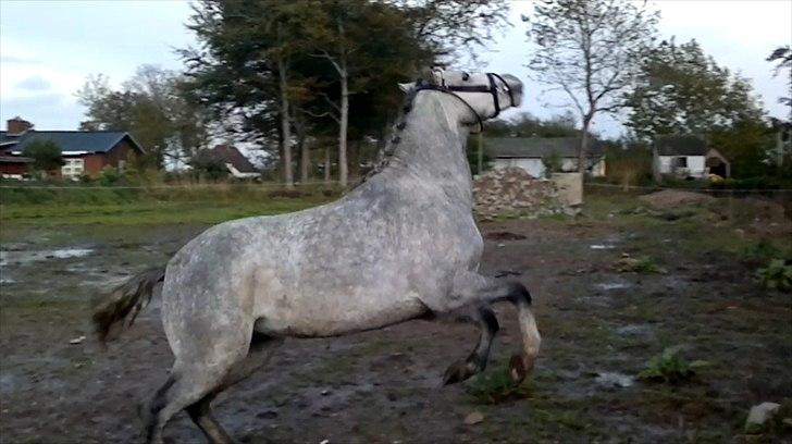 Welsh Pony (sec B) Bjerregårds Belissimo - Pony swag <3 billede 13
