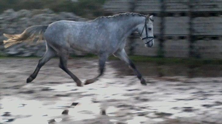 Welsh Pony (sec B) Bjerregårds Belissimo - Pony i svævemoment<3
Velkommen til! billede 1