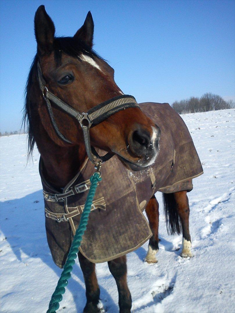 Dansk Varmblod Chivas - YAY!<3
smukke Chivas! :) billede 1