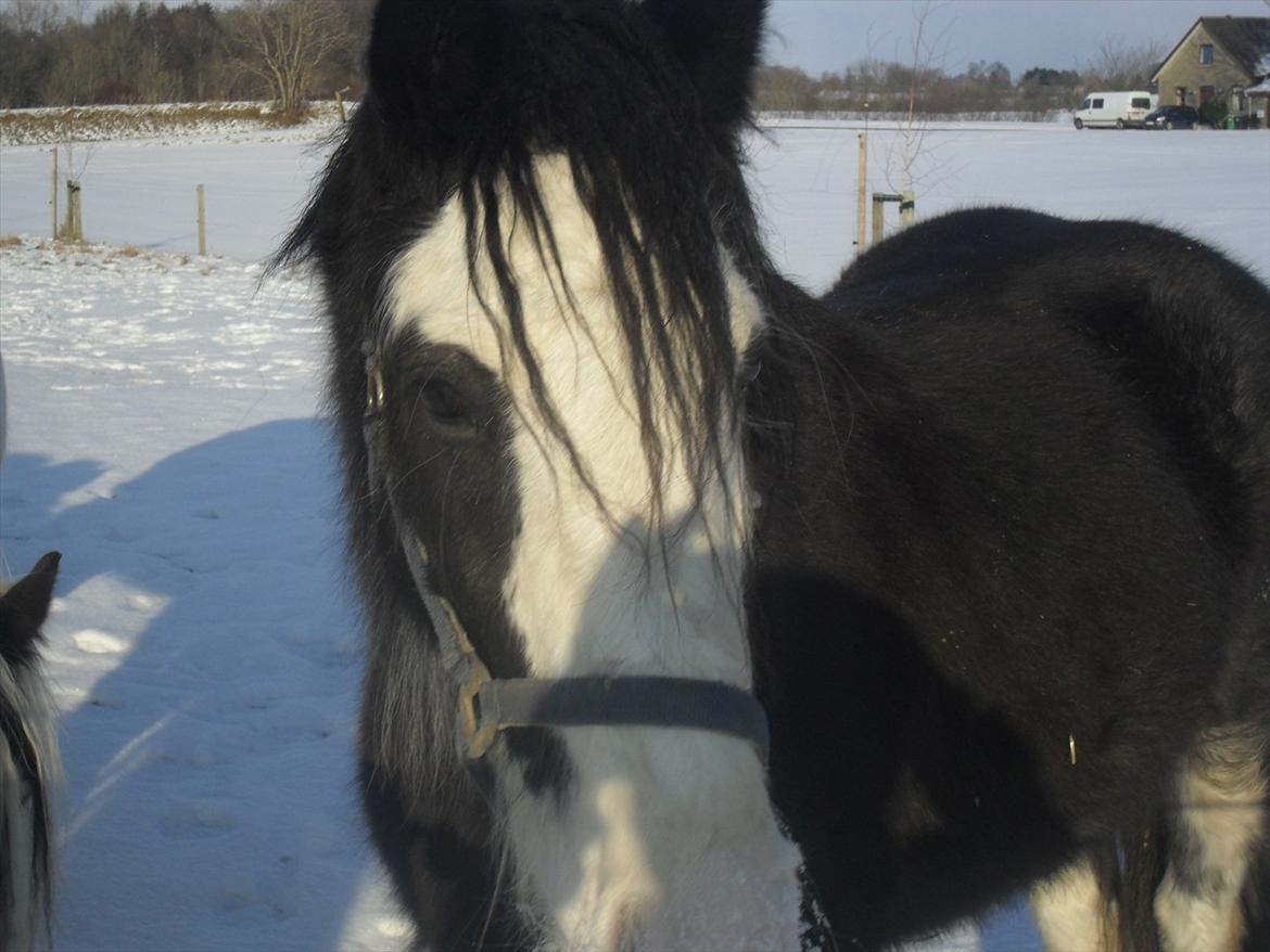 Irish Cob Næbbet´s Baldrian - Feb. 2012 billede 13