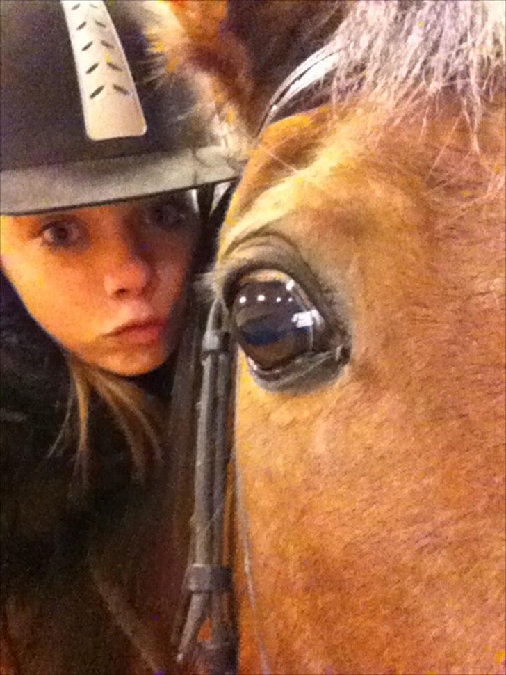 Dansk Varmblod Chivas billede 2