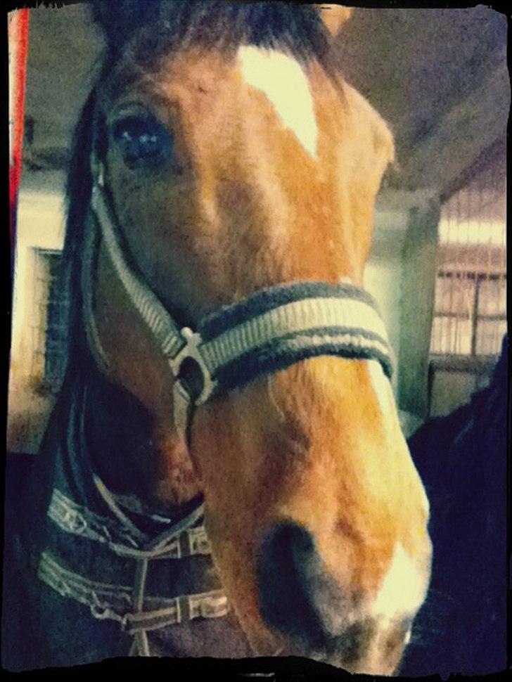 Dansk Varmblod Chivas - ♥♥♥ billede 3